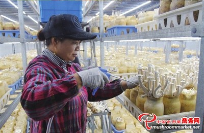 丹陽市食用菌新品種“鹿茸菇”開采 科技助力藥用與食品雙價值突破